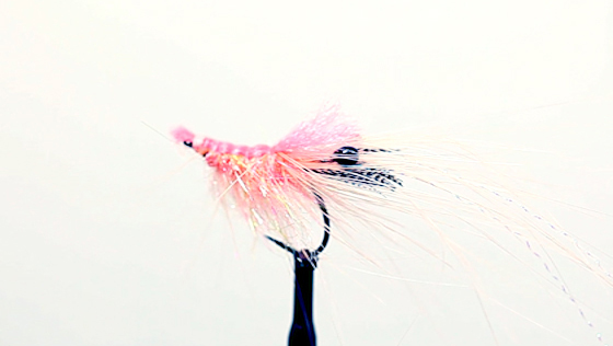 Bindevideo: Pattegrisen Fly Tying Video: Pattegrisen