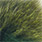 chartreuse