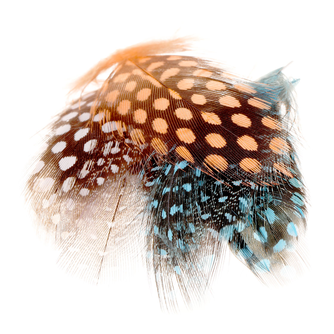 P-17433_soldarini_guinea_fowl_federn_titel Soldarini Guinea Fowl Feathers