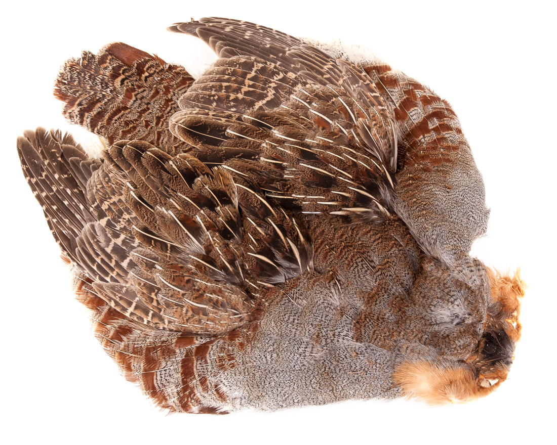 partridge_rebhuhn-balg-grade-1-natural natural