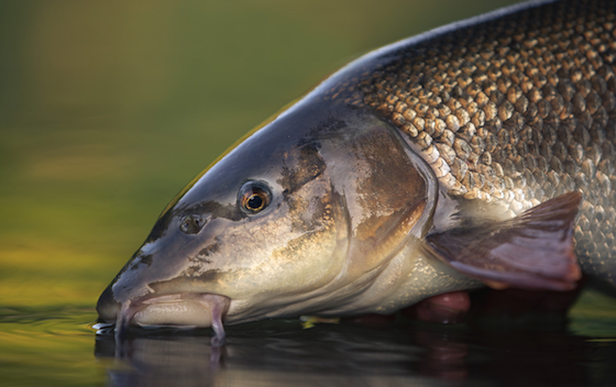 Summer Barbel Fishing - Fliegenfischen auf Barbe Summer Barbel Fly Fishing