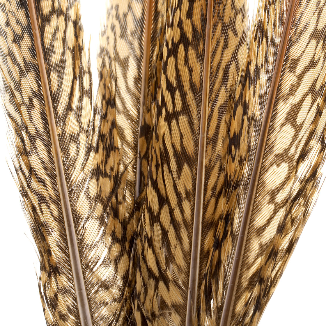 Veniard-golden-pheasant-red-spears-detail