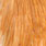 medium ginger