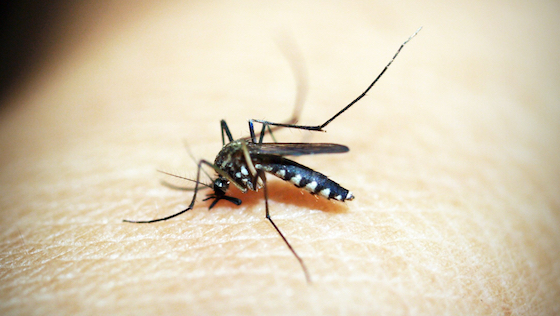 Insect Shield: Effective insect protection with Bugstopper by Simms