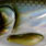 blueback herring