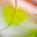 chartreuse ayu #06