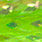 chartreuse