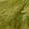 golden olive