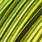 chartreuse