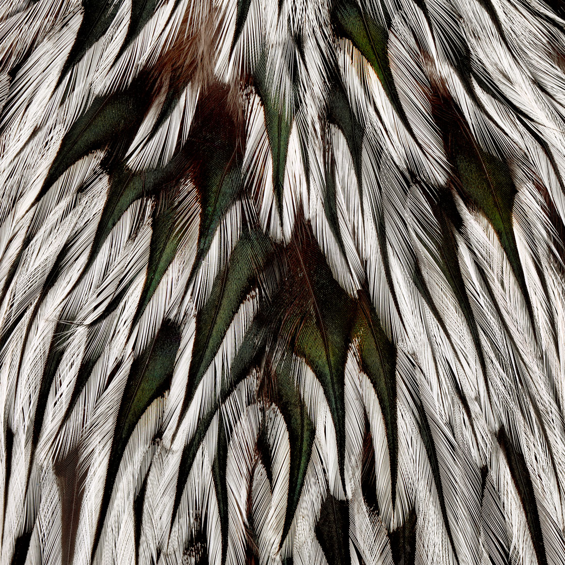 P-25381_Whiting-American-Rooster-Saddle_detail