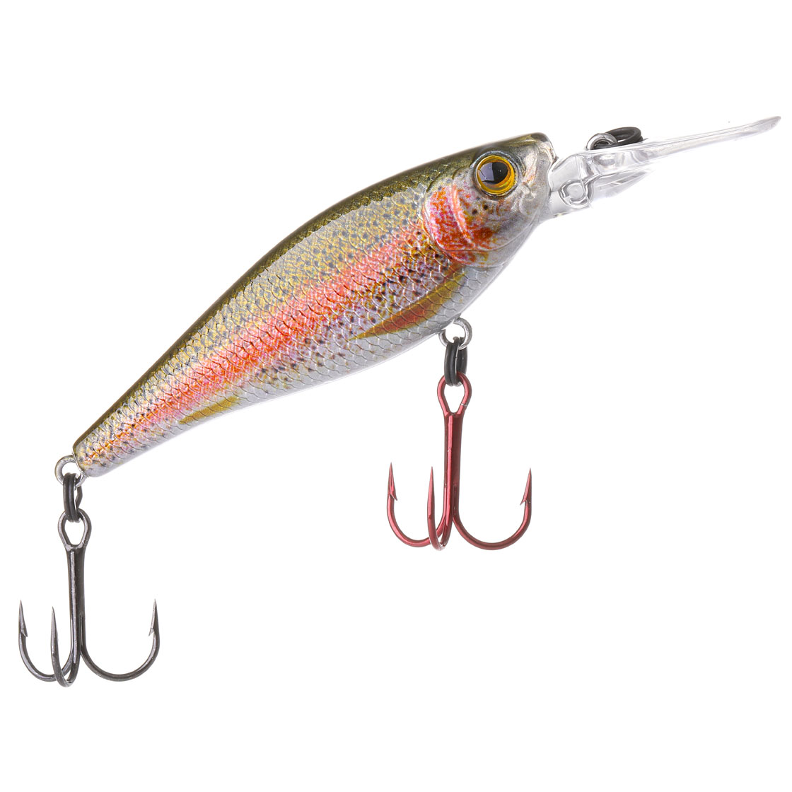 rainbow trout