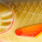 olive fire fin