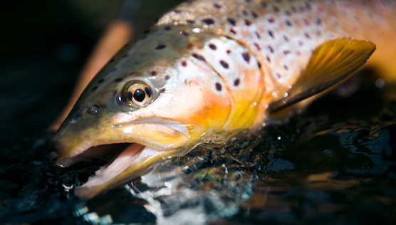 Trout season opening: Tips and Tricks