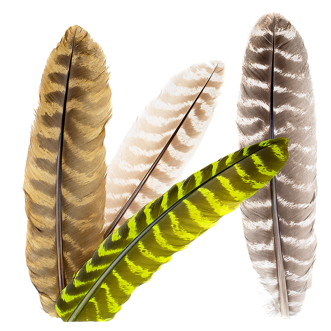 Wapsi Ozark Turkey Quill TQQ