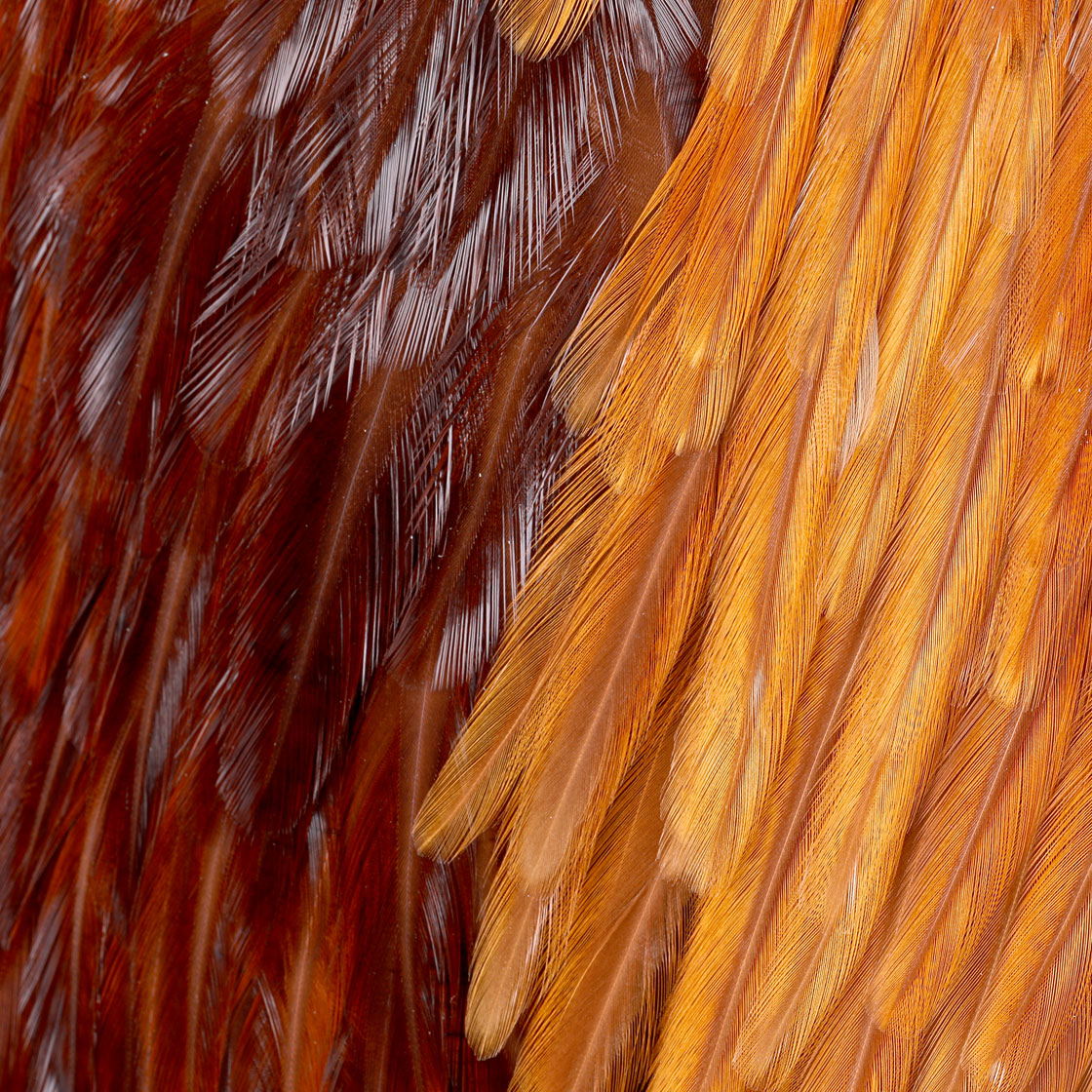 P-25381_Whiting-American-Rooster-Saddle_detail_2