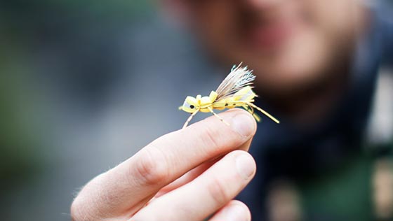 Bernd's Column: Brummer, Käfer und andere Landinsekten