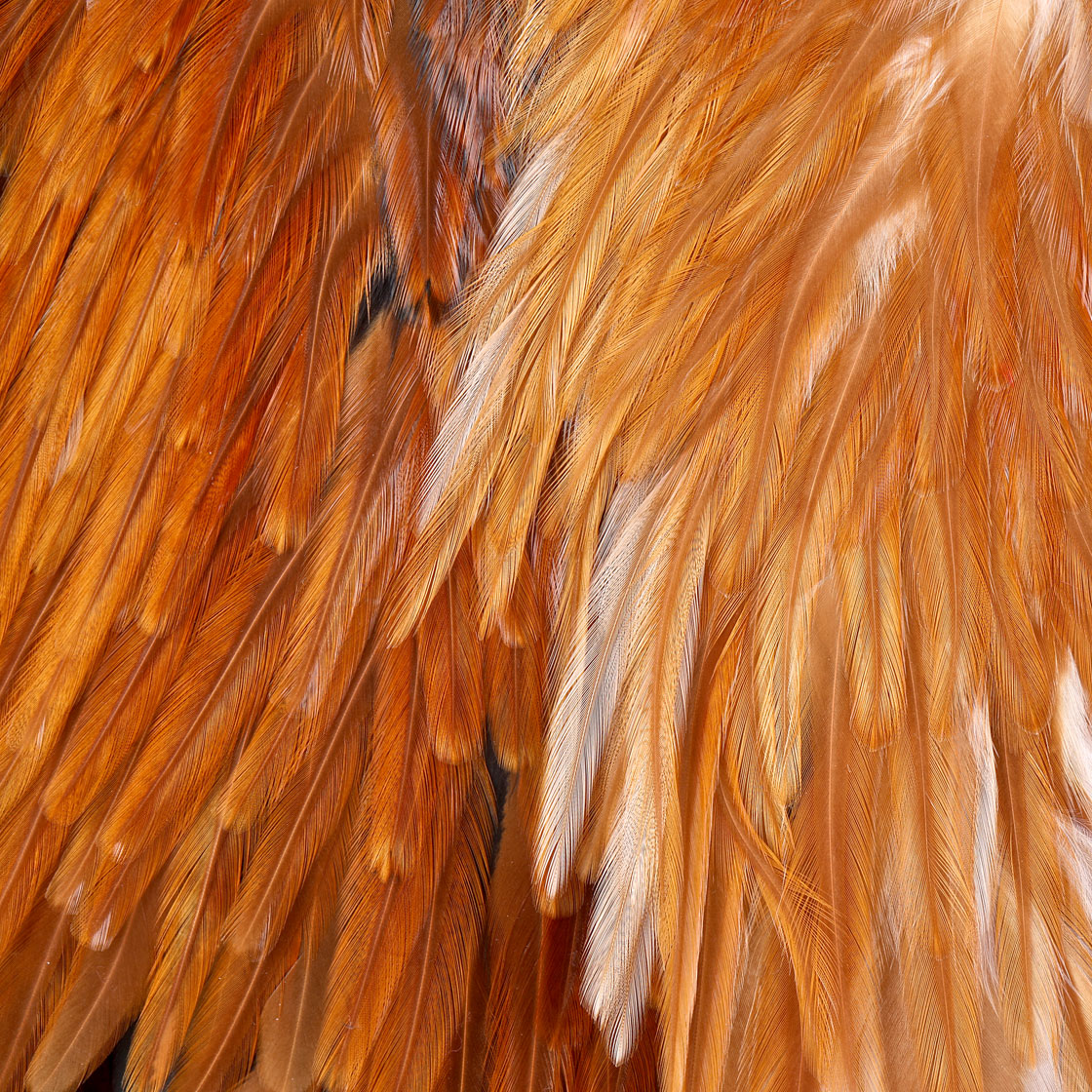 P-25381_Whiting-American-Rooster-Saddle_detail_1