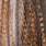 pardo flor de escoba
