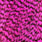 grizzly pink