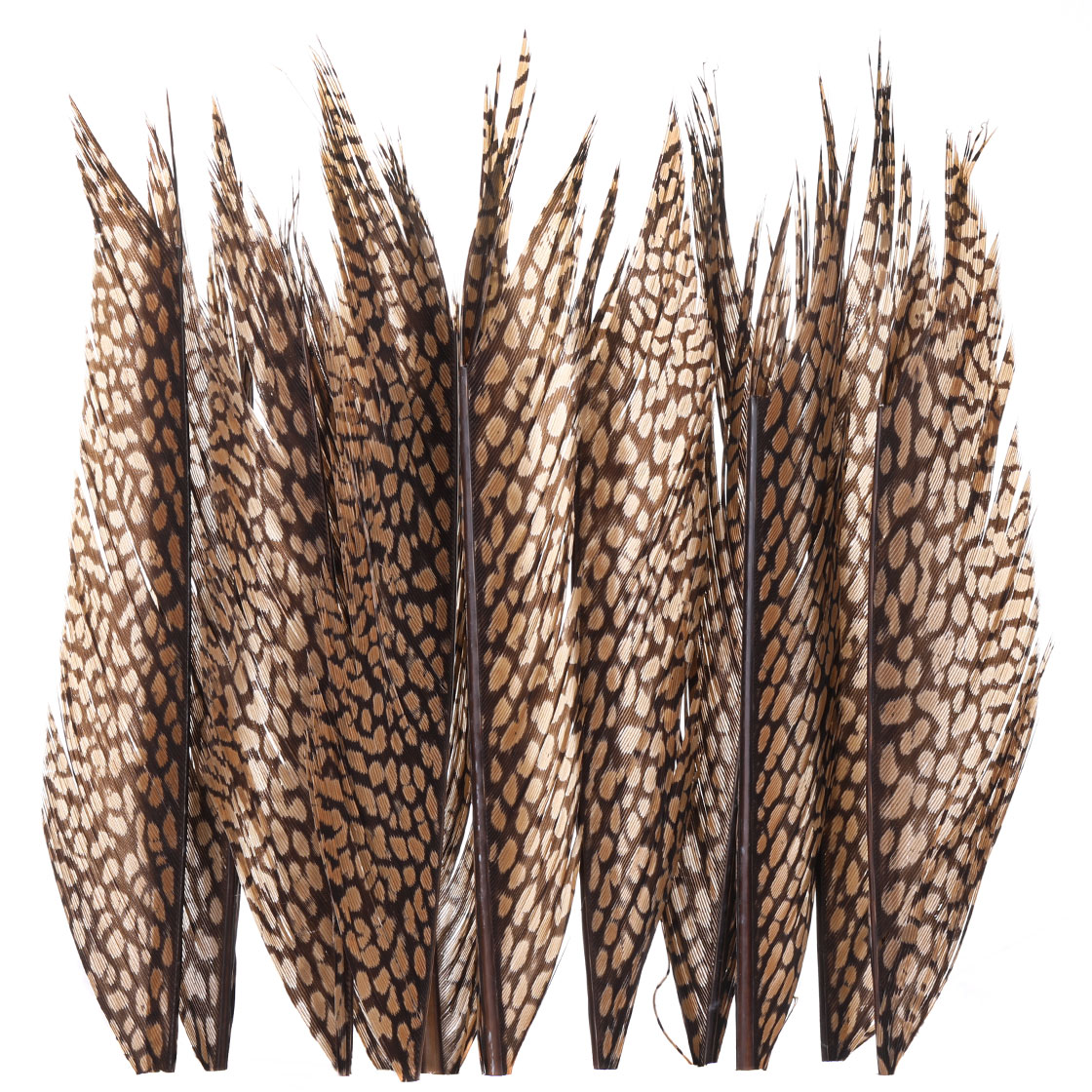 P-11324_Wapsi-Golden-Pheasant-Tail-Piece-Goldfasan-Schwanzfeder