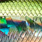 green minnow