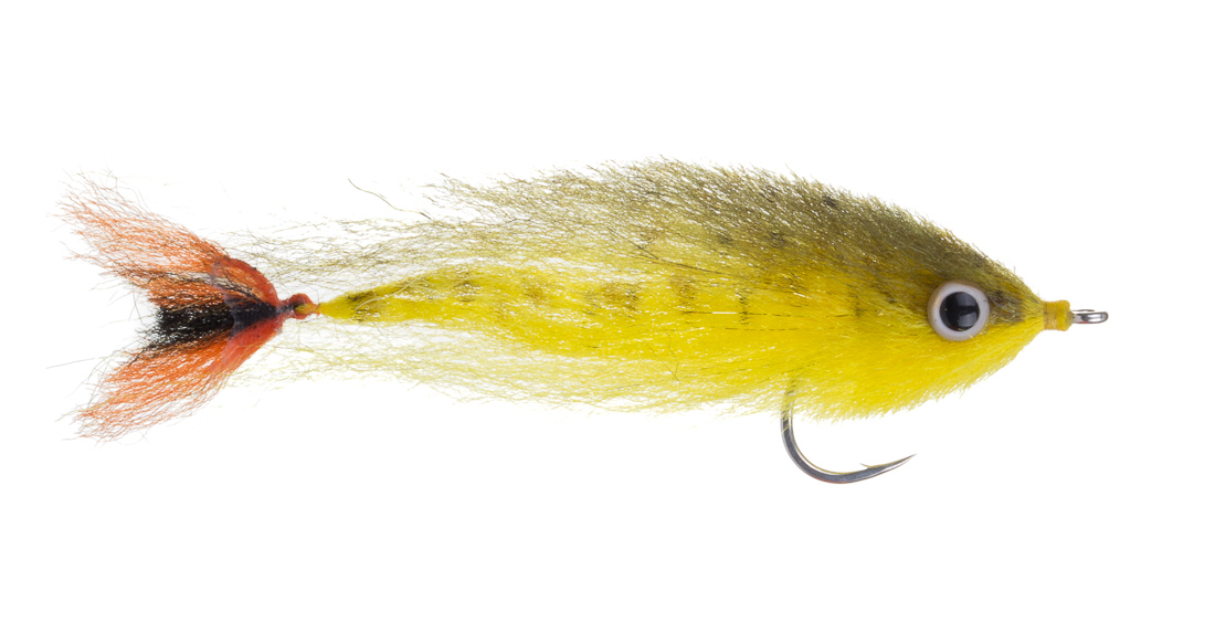 Enrico Puglisi Streamer - Baby Dorado