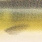 tobiasfisch