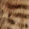 ginger brown barred