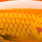 goldfish