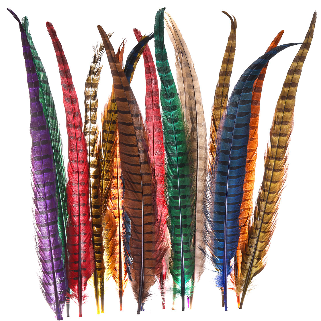 P-03380_Wapsi-Jagdfasan-Ringneck-Pheasant-Tail-Schwanzfeder Wapsi Ringneck Pheasant Tail feathers