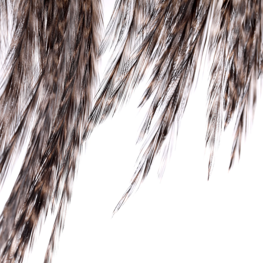 P-25395_Whiting-Coq-de-Leon-Saddle-Bronze_detail-1