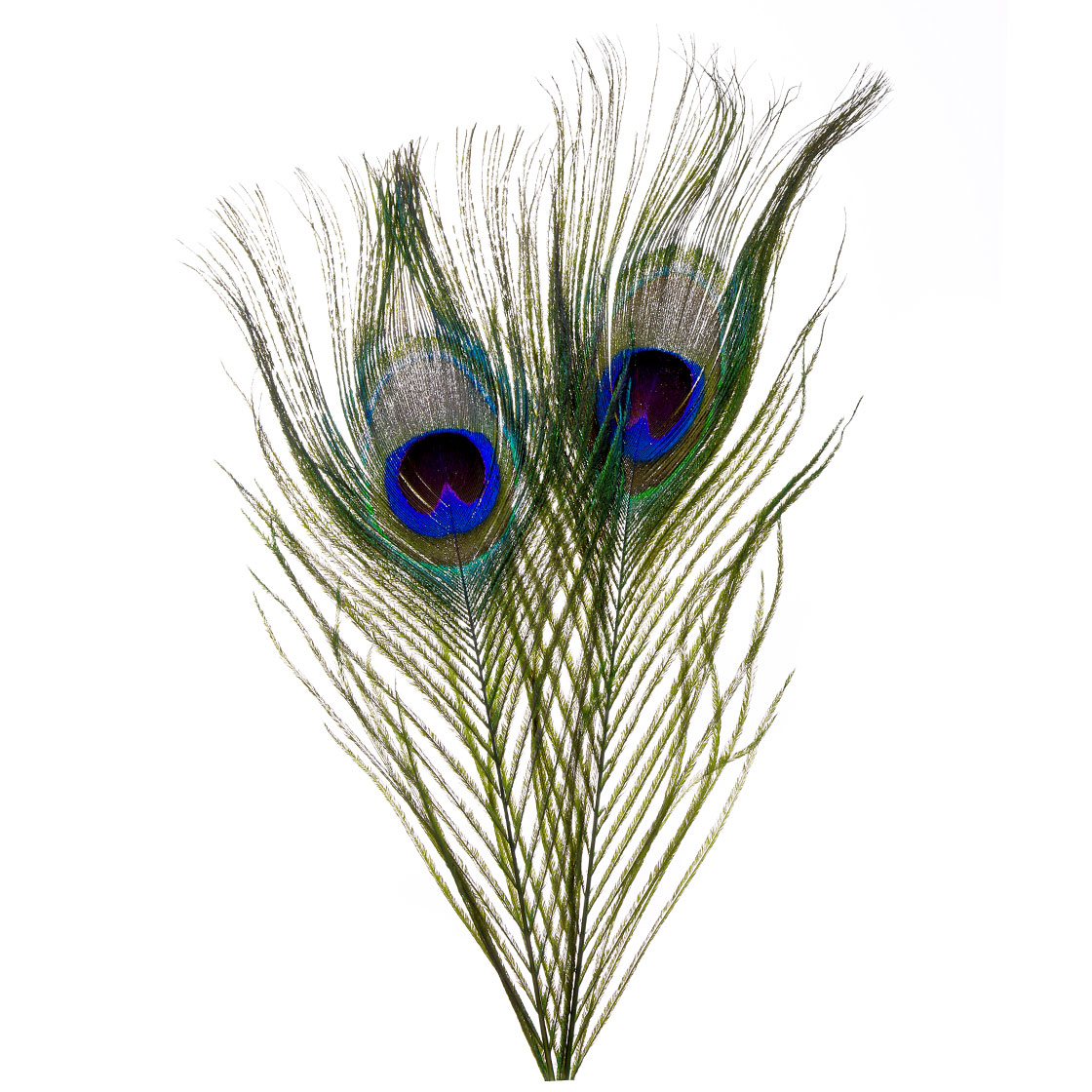 P-26627-3_Frodin-Flies-SNS-Peacock-Eye-Feathers-Pfauenaugen-Federn_greenlander-green greenlander green