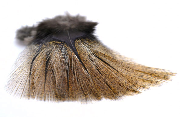 P-20890-2_Fasna_Coq_de_Leon_1_12_Feathers_flor-de-escoba flor de escoba