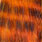 fire tiger black barred