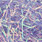 07 purple