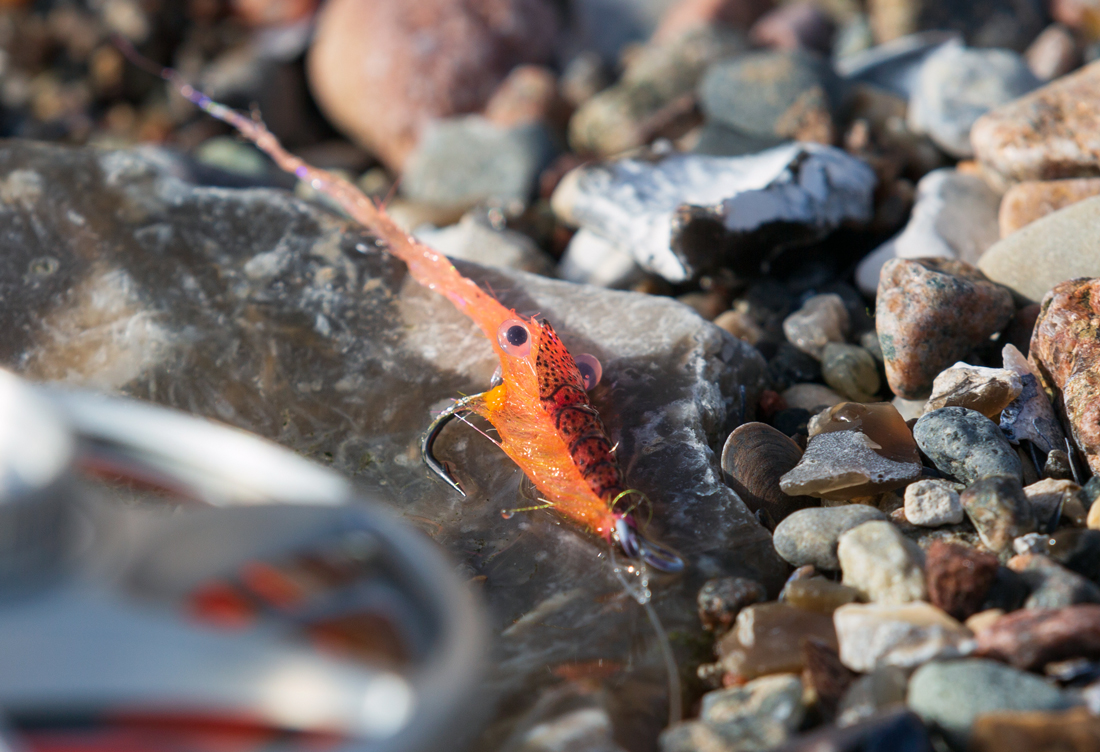 Pro_Sportfisher_Shrimp_Shell_Promo Bindebeispiel