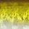 green sardine
