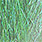 pearl / peacock back