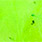 89 chartreuse