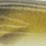 tobiasfisch
