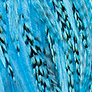 fluo blue