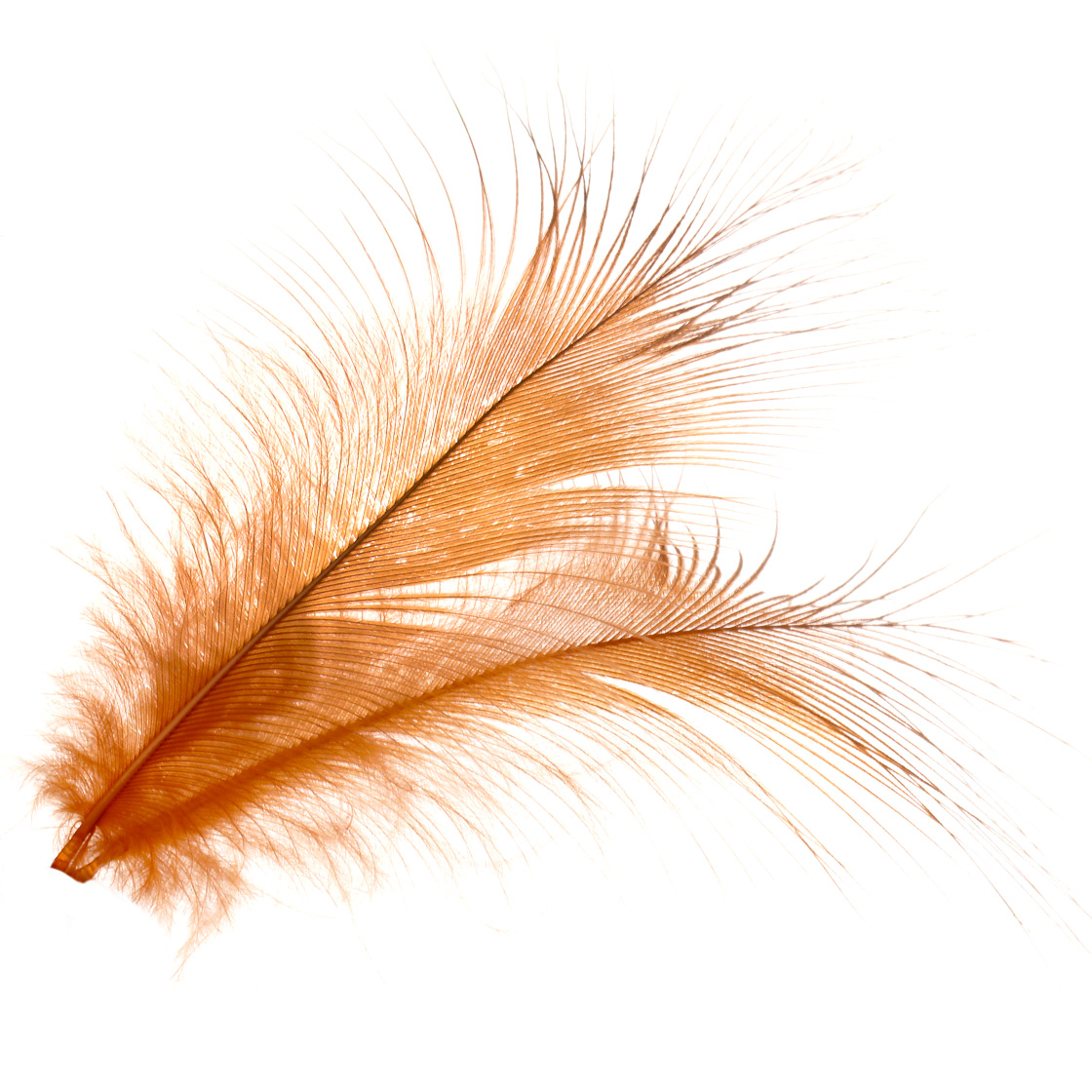 P-29164_Frodin-SNS-Spey-Hackles-Egret-Heron-Federn_detail-2