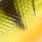perch