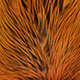badger dyed burnt orange