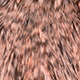 grizzly dyed salmon