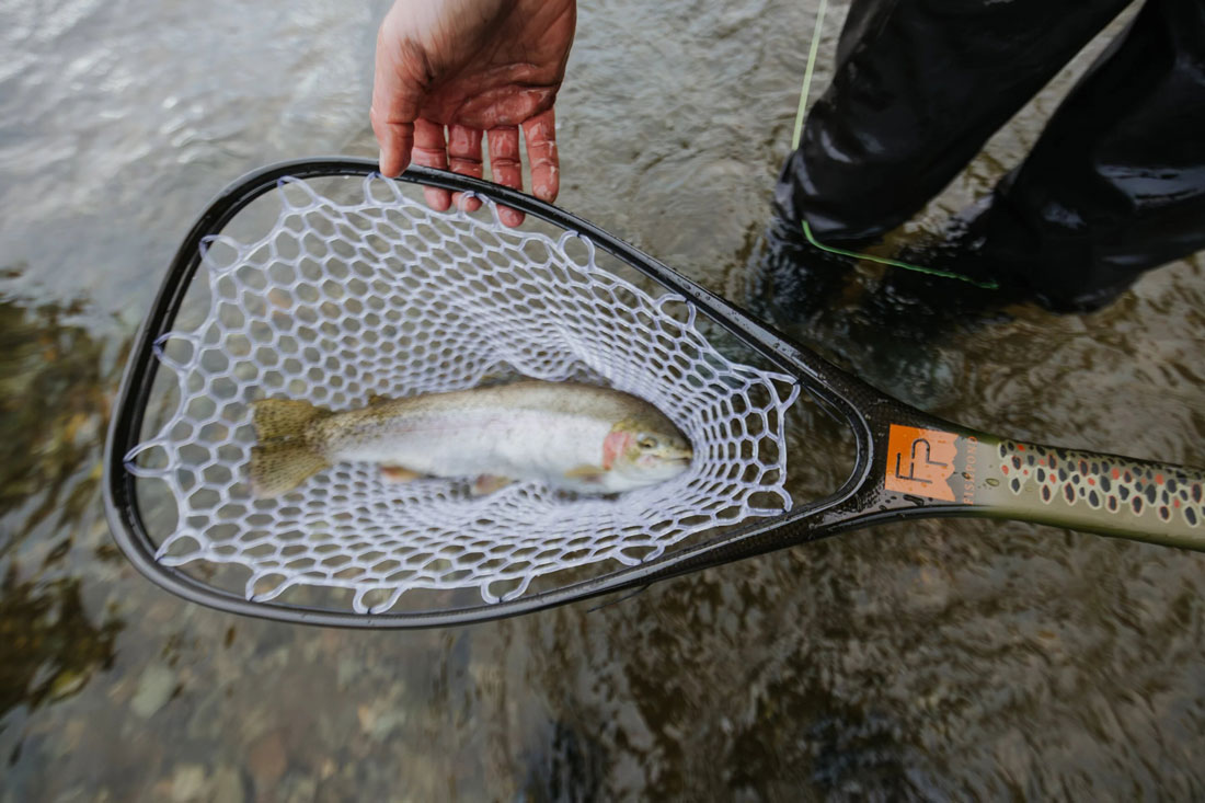 different color (brown trout)
