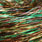 copper peacock