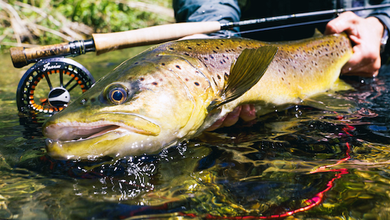 Euro Nymphing - Sight Fishing for Trout