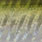 green sardine