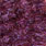 claret